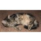 Teddy, Teddy = EHK + Norwegische Waldkatze? - Kater