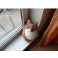 Teddy, Verschmuster Kater sucht.... - Kater