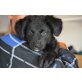 Teddy (Welpe), geb. Juli 2015, ca. 27 cm Welpen - Rüde