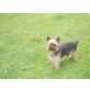 Teddy, Yorkshire Terrier - Rüde
