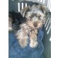 Teddy, Yorkshire Terrier Welpen - Rüde