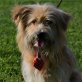 Teddy absoluter Traumhund...., Netter Wuschel-Mischling - Rüde