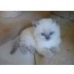 Teddy blue, Britisch Langhaar - Kater