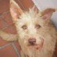 Teddy ist ein ganz süßer Podi Mix   , Podenco Mix - Rüde