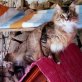 Teddy, verschmuster Maine Coon-Mix - Kater