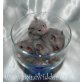 Teddyhamster