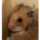 Teddyhamster