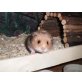 Teddyhamster