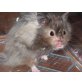 Teddyhamster