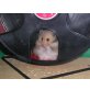 Teddyhamster