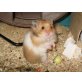 Teddyhamster