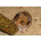 Teddyhamster