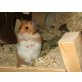 Teddyhamster