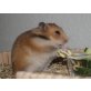 Teddyhamster
