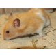 Teddyhamster