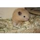 Teddyhamster