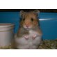 Teddyhamster