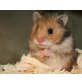 Teddyhamster