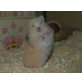 Teddyhamster