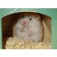 Teddyhamster