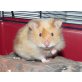 Teddyhamster