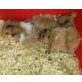 Teddyhamster abzugeben, Teddyhamster - weiblich