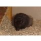 Teddyhamster - männlich