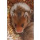 Teddyhamster - weiblich