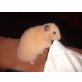 Teddyhamster - weiblich