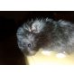 Teddyhamster - weiblich