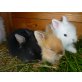 Teddys,Angora und Löwenkopf