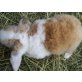 Teddywidder