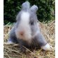 Teddywidder