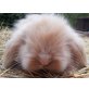 Teddywidder