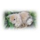 Teddywidder - weiblich