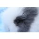 Teddyzwerge - weiblich