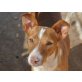 Teeny, zauberhafter Podenco-Mix - Rüde