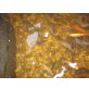 Teichfische