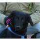 Tekila, Flat Coated Retriever - Hündin