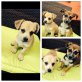 Temper und Lost, Temper und Lost ... 2 kleine Minis.... - Rüde