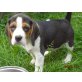 Temperamentvolle Beagle Welpen, Beagle Welpen - Rüde
