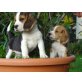 Temperamentvolle Beagle Welpen, Beagle Welpen - Rüde