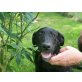 Temperamentvolle Labrador Hündin, Labrador Retriever - Hündin