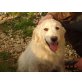 Temperamentvolles Golden Retriever Mädchen, Golden Retriever - Hündin