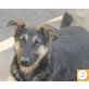 Tender, Schäferhund Mischling - Rüde