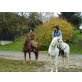 Tennessee Walker - Wallach