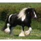Tennessee Walking Horse - Wallach