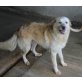 Tennyson, Golden Retriever Mix - Rüde