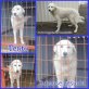 Tento, Kuvasz - Rüde