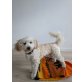 Teo, Bichon Frisé-Pudel-Mix Welpen - Rüde